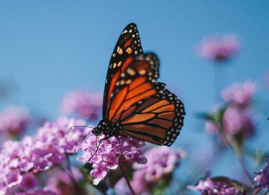 schmetterling
